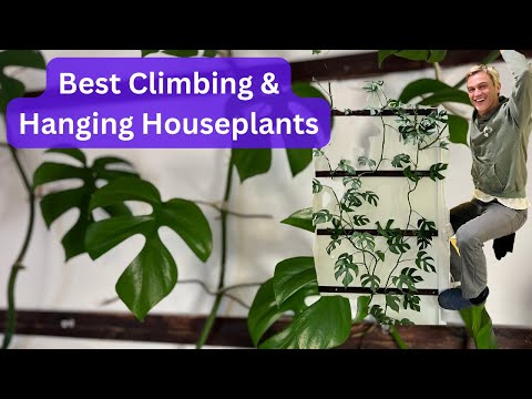 Wideo: Wewnętrzne rośliny pnące – jak uprawiać pnące rośliny domowe