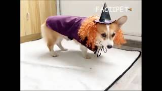 Purple Witch Dog Halloween Costumes Holiday Pet Outfits