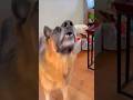 Arush ka dog🐶🥰#shortvideo#viralvideo #shortsfeed