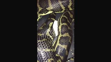 South west carpet python laying eggs.