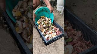 🪱 How to Make Vermicompost at Home | Easy Step-by-Step Composting 🌿 #shorts  #vermicompost #diy