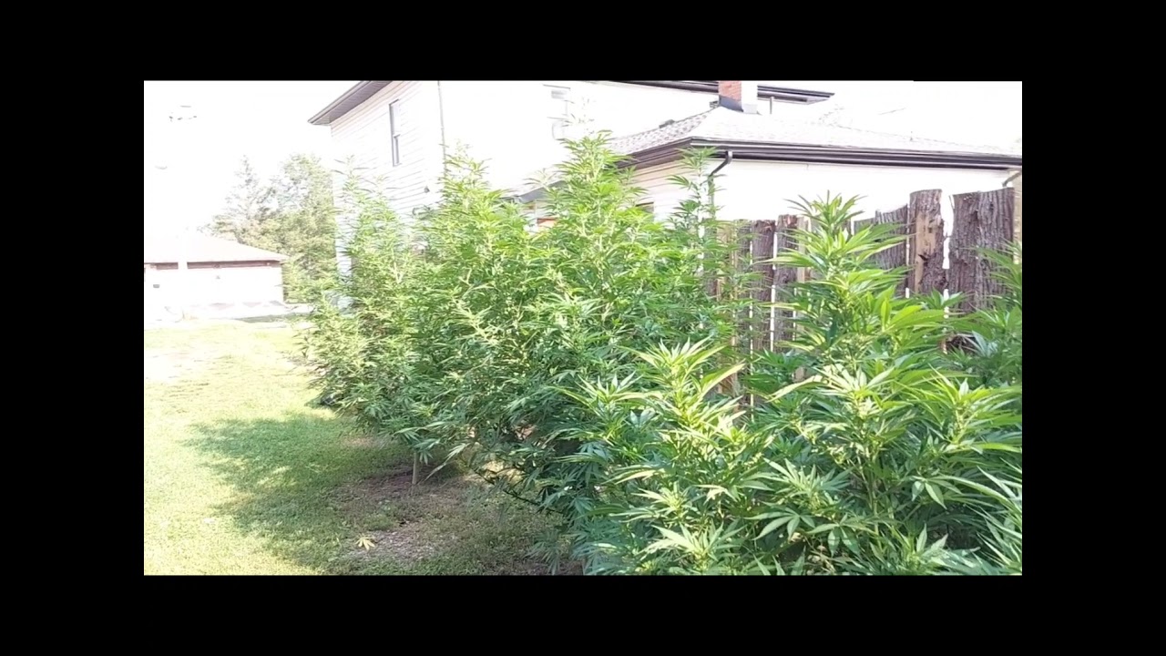 Green Crack outdoor grow ontario Canada 🇨🇦