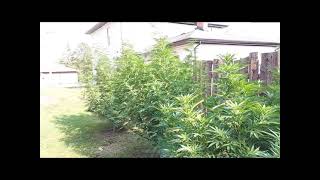 Green Crack outdoor grow ontario Canada 🇨🇦