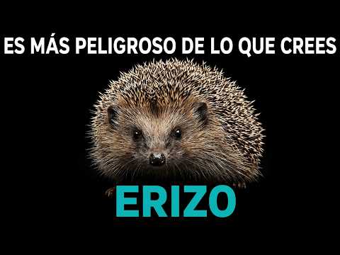 ¿Por Qué Este Pequeño Animal Es Más Peligroso Que Un LEÓN? 100 Datos Sobre El ERIZO