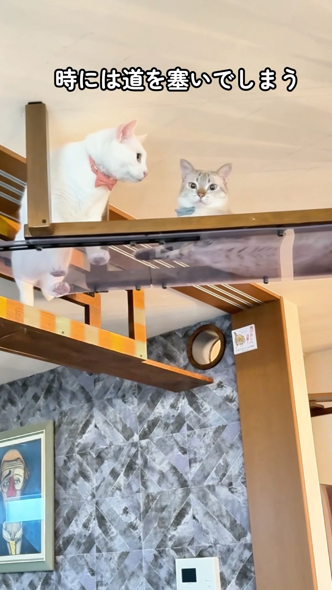 猫と暮らす家】キャットウォークが渋滞したら…器用に縁を歩いてた