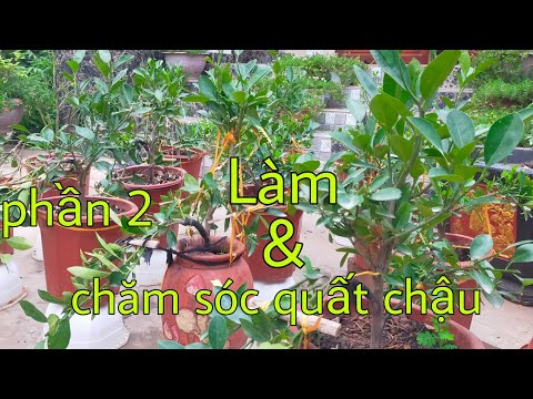 Cách chăm sóc và hướng dẫn làm cây quất chậu phần 2 2023 Mới