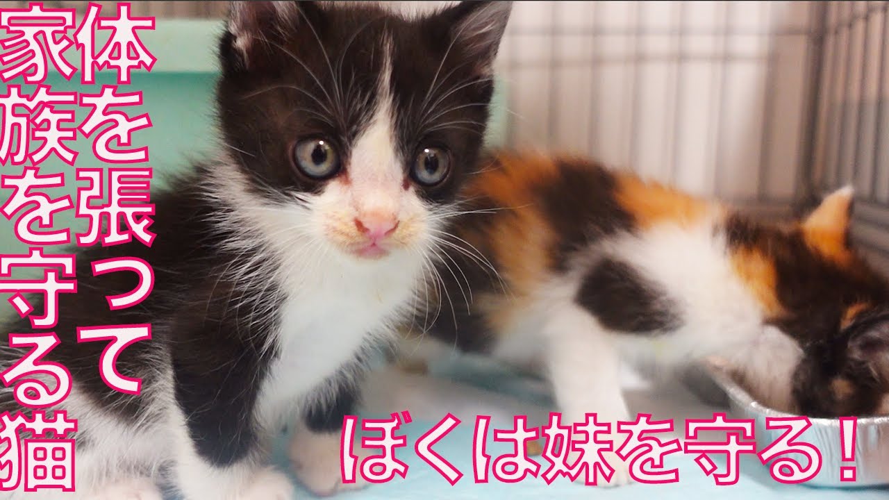 育児中の母猫、体を張って我が子を守る The mother cat's strong