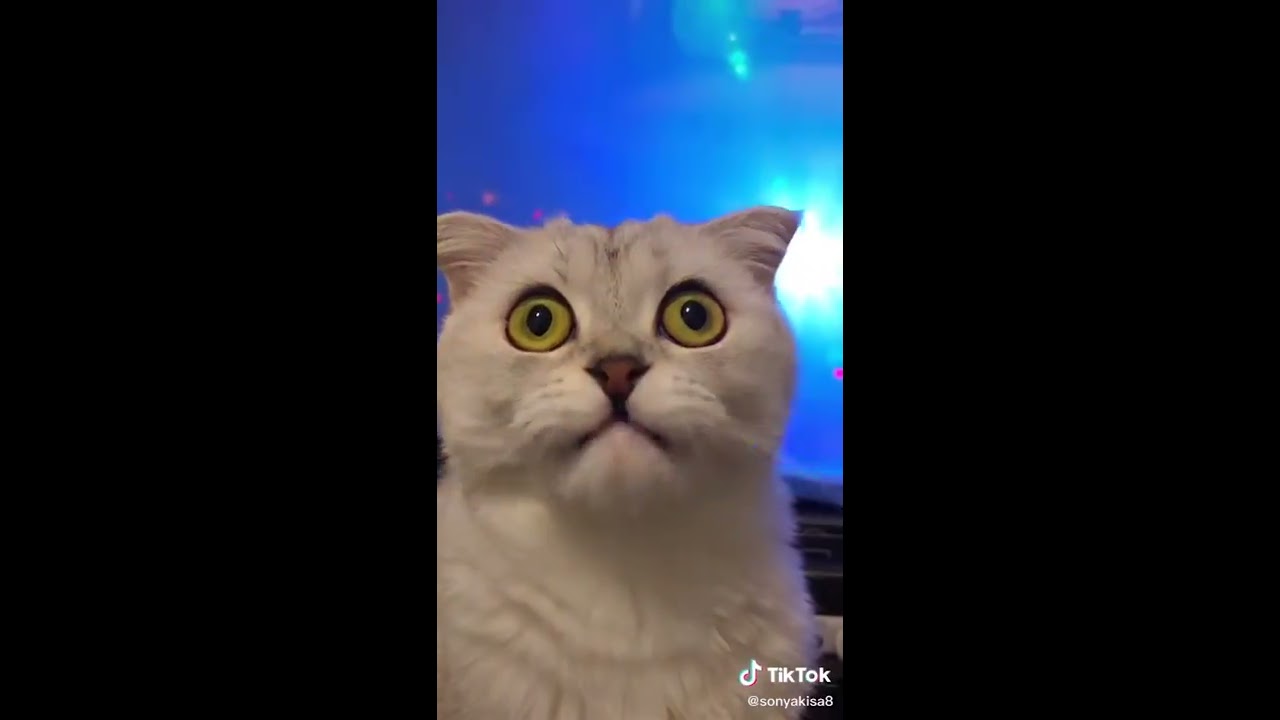 FUNNY CATS COMPILATION :) (Tik Tok Cats) #2 - YouTube