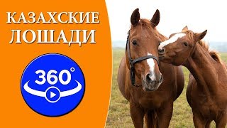 Казахские лошади в степях Казахстана. Видео 360 градусов.