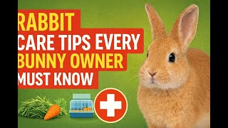 Famous Rabbit Care Tips Every Bunny Owner Must Know 🐰 | Complete Guide Wealth