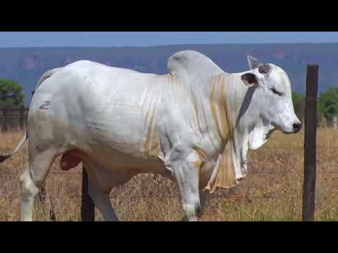 LOTE 61 | 41º MEGA LEILÃO ANUAL CARPA - TOUROS