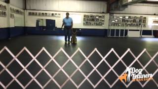 Dog Training - Retrieve On A Flat