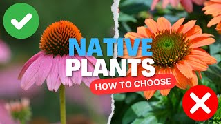 How to Source Native Plants Perfectly Suited for Your Garden