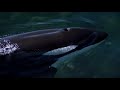 Rare footage of Crozet orcas kelp massage