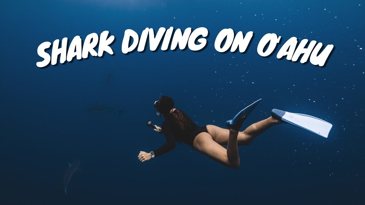 WHY EVERYONE SHOULD DIVE WITH SHARKS | save sharks, team bonding, ecotourism