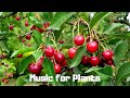 Soothing Music For Plants To Grow, Plant Health, Stimulate Plant Growth