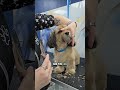 How to clear hair by a dog's lip line with scissors #doggrooming #doggroomingtips