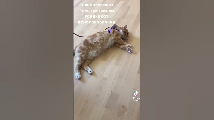 Веселые коты / Смешные котики / Коты приколы / Забавные животные / Смешные коты