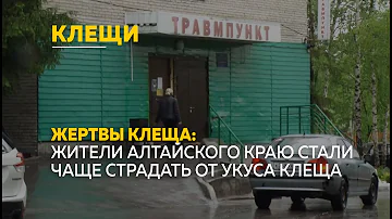 Жертвы клеща: Жители Алтайского краю стали чаще страдать от укуса клещей