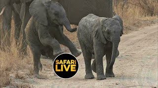 safariLIVE - Sunrise Safari - September 03, 2019