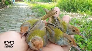 SUARA BURUNG PRENJAK LUMUT TERANCAM SANGAT AMPUH UNTUK PIKAT ANTI ZONK