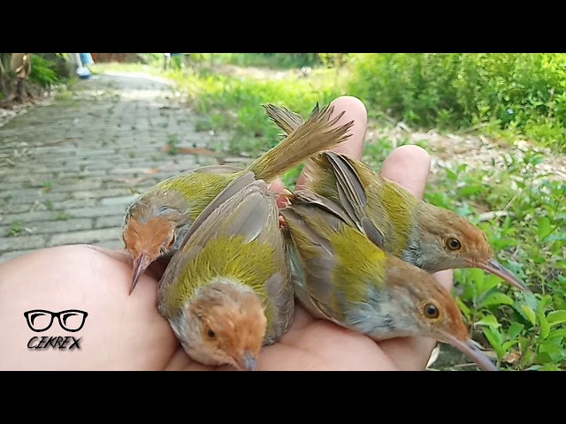 SUARA BURUNG PRENJAK LUMUT TERANCAM SANGAT AMPUH UNTUK PIKAT ANTI ZONK class=