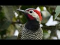 Black-necked Woodpecker #birdsofperu #birdwatching #birding #birds
