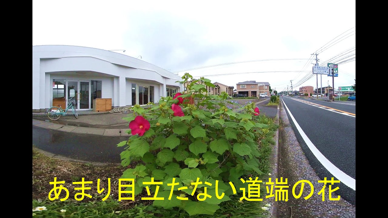 7月の道端の花 Vr180 Roadside Flowers In July Youtube