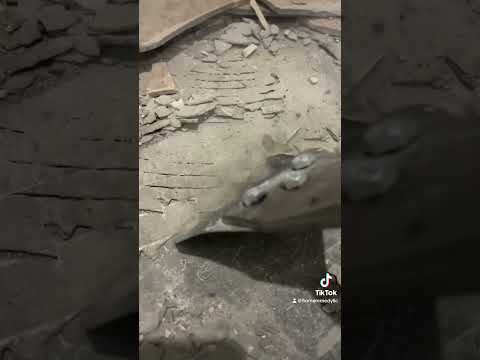 Bosch Bulldog blasts