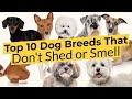 Top 10 Dog Breeds That Dont Shed or Smell 🏆🐶🥇