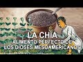 La Chia – Alimento perfecto de los dioses mesoamericanos