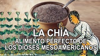 La Chia – Alimento perfecto de los dioses mesoamericanos