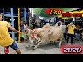 Pagla Hasha, Madness of 690Kgs Bull | Eid Ul Azha 2020 | JJKH