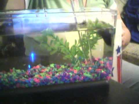 Betta tank water change 