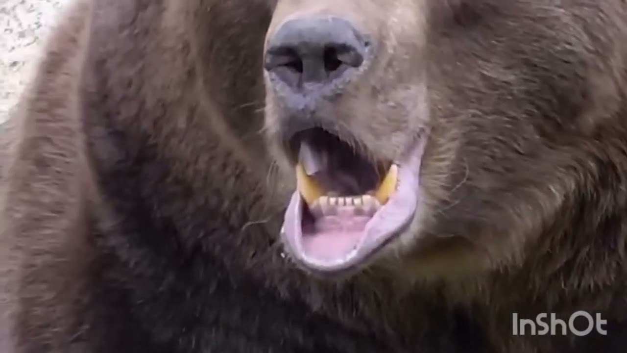 Today's forest zoo visit in Nepal🇳🇵