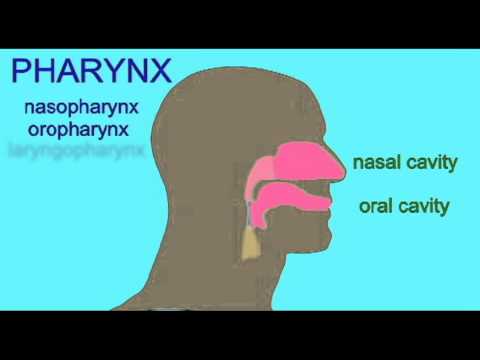 RESPIRATORY SYSTEM: PHARYNX - YouTube