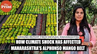 70-90% drop in Alphonso mango production due to climate shock,farmers in Konkan demand financial aid