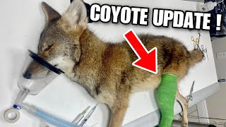 Rescued Coyote Hit By Car Update ! Part 2 !!
