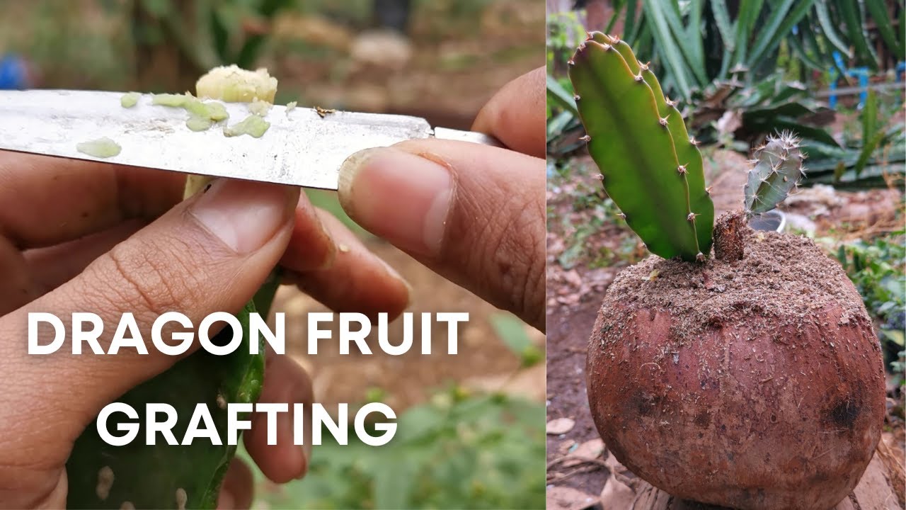 Grafting Dragon Fruit In 30 Days YouTube