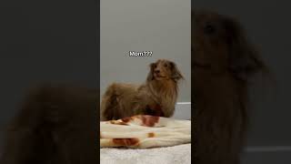 I wasn’t surprised when I watched the video back😂 #dachshund #dogtricks #burritotrick #dogtraining