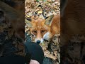 Fox Animal Ukraine 