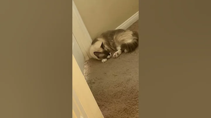 Watch the video about He wants to go in the room #cat #cute #snowshoe #funny #pets #subscribe