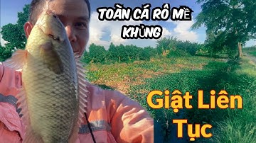 Câu Cá Rô Đồng Ở Cột Mốc 200 Giật Toàn Cá Rô Mập Ú Quá Ngon @SangHuynhVlog 