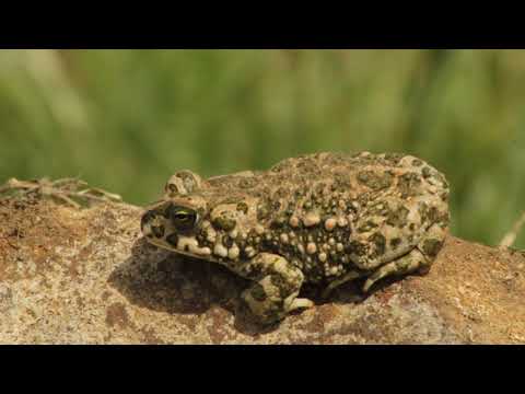 European green toad - Bufotes viridis - მწვანე გომბეშო