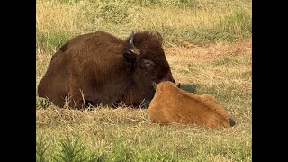 Texas Tribal Buffalo Project CEO talks about nonprofit's 'rematriation' principles