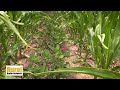 Planting soybean between rows of corn | Fridays in the Field | Ep. 5 - Matthew Hiebner