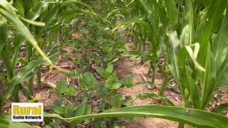 Planting soybean between rows of corn | Fridays in the Field | Ep. 5 - Matthew Hiebner