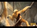 Thani and Cuong White-Cheeked GIbbons