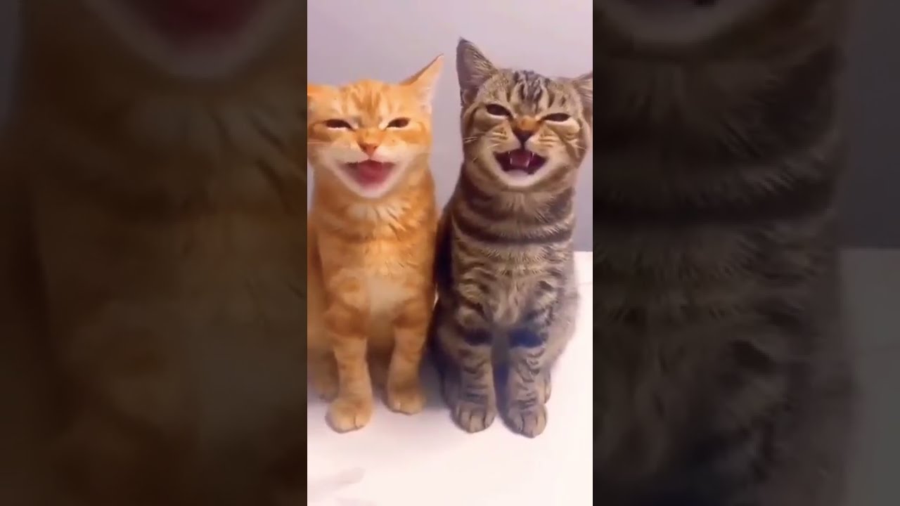 Ces Deux Chats Ont Beaucoup De Choses Vous Dire Shorts Funnyanimals Cats Cat Chat