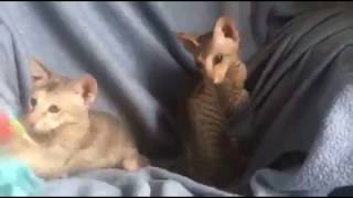 Peterbald Kittens Playing by Cowboy Claws 40 views 5 years ago 33 seconds